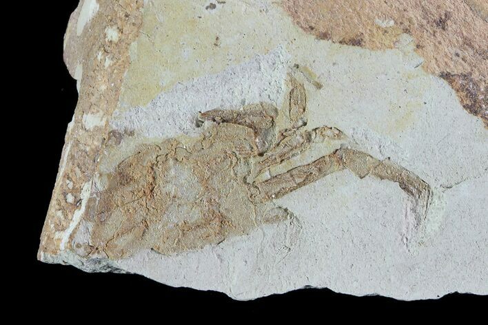 Fossil Pea Crab (Pinnixa) From California - Miocene #74475